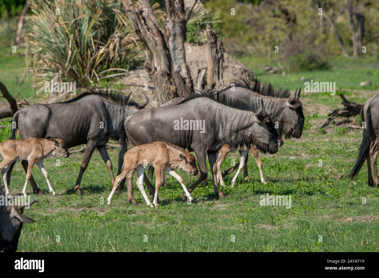 Wildebeests con i bambini sulle pianure alluvionali nella zona delle pianure di Gomoti, una concessione di corsa della comunità, sul bordo del sistema del fiume di Gomoti sud-est di Foto Stock