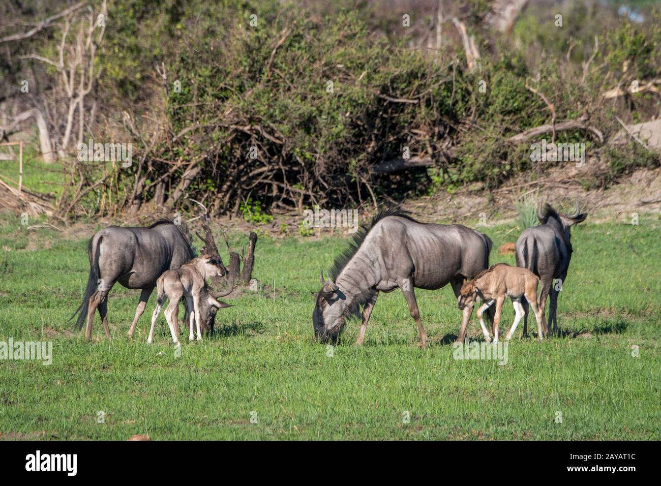 Wildebeests con i bambini sulle pianure alluvionali nella zona delle pianure di Gomoti, una concessione di corsa della comunità, sul bordo del sistema del fiume di Gomoti sud-est di Foto Stock