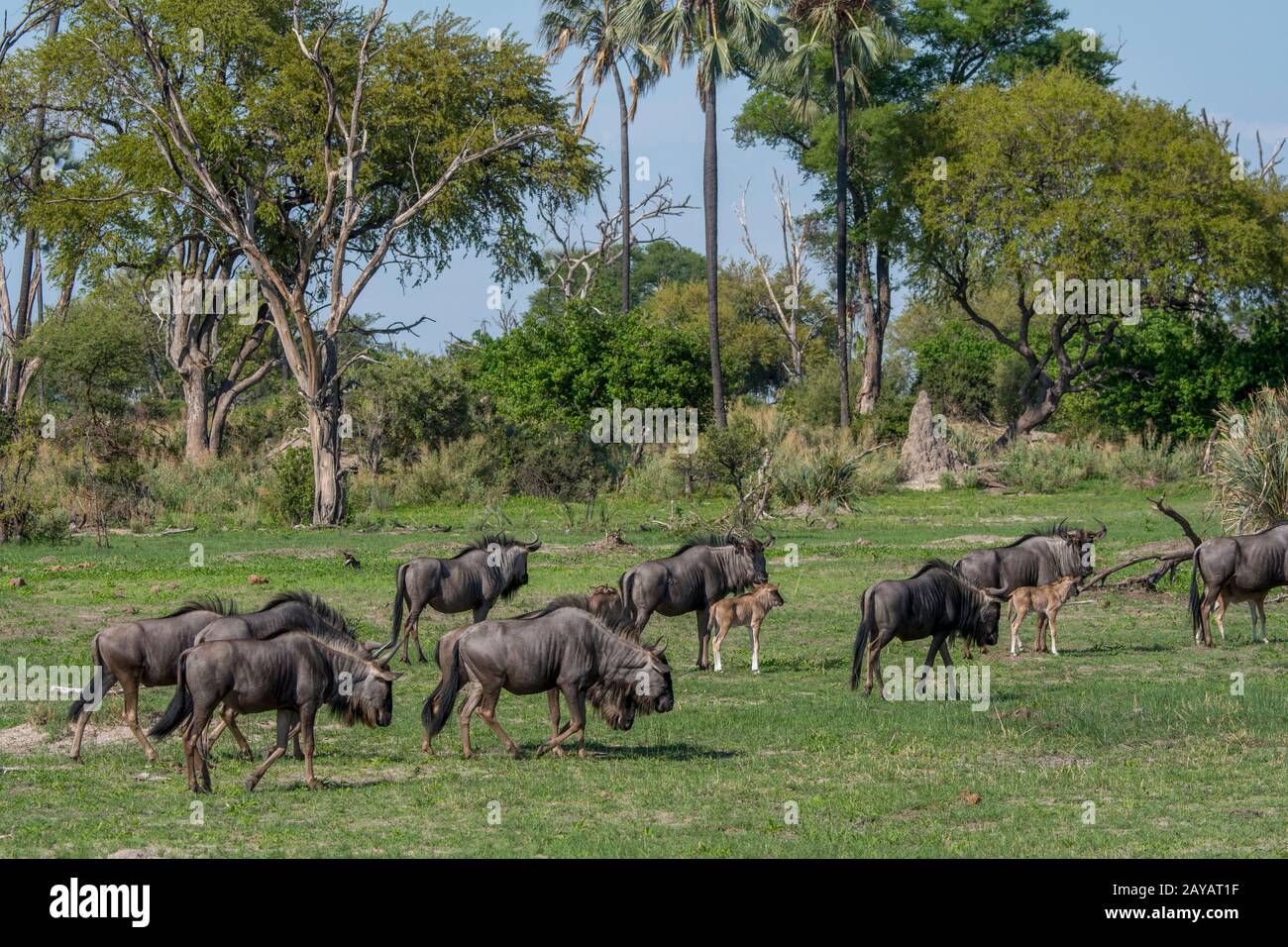 Wildebeests con i bambini sulle pianure alluvionali nella zona delle pianure di Gomoti, una concessione di corsa della comunità, sul bordo del sistema del fiume di Gomoti sud-est di Foto Stock