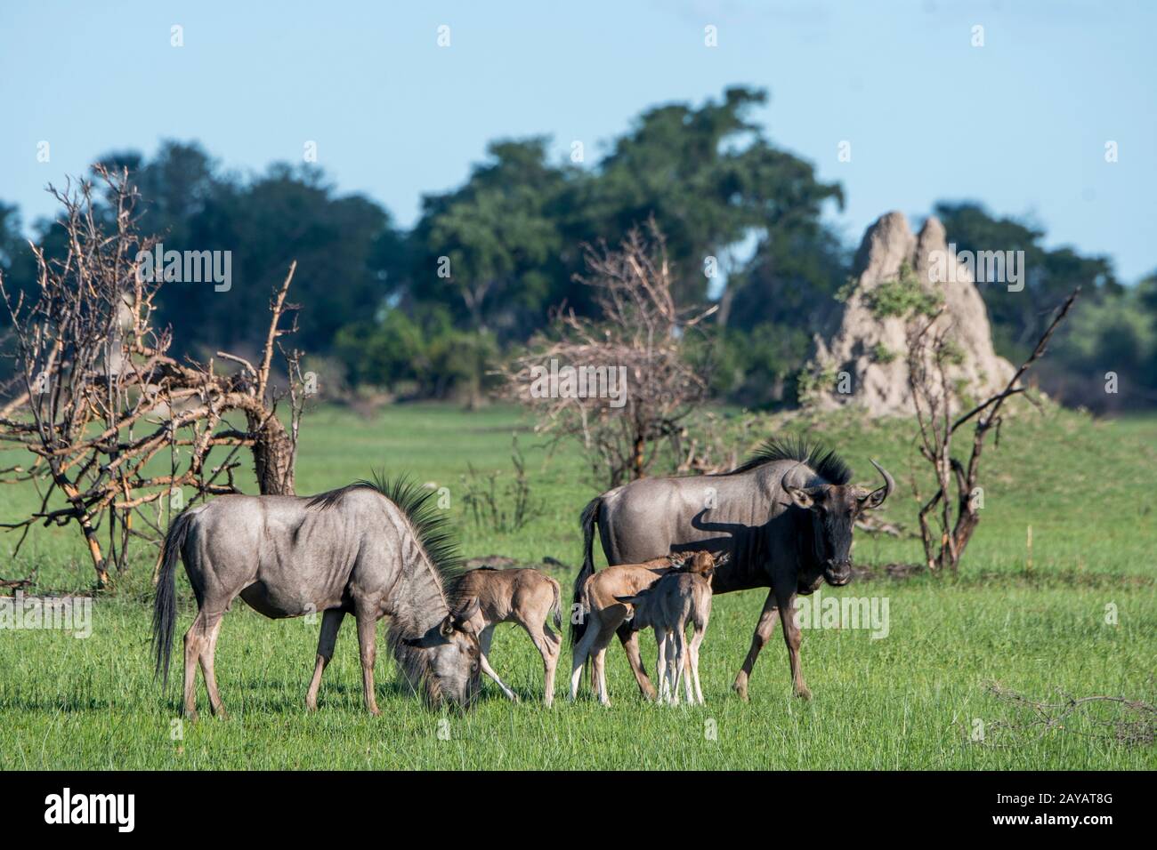 Wildebeests con i bambini sulle pianure alluvionali nella zona delle pianure di Gomoti, una concessione di corsa della comunità, sul bordo del sistema del fiume di Gomoti sud-est di Foto Stock