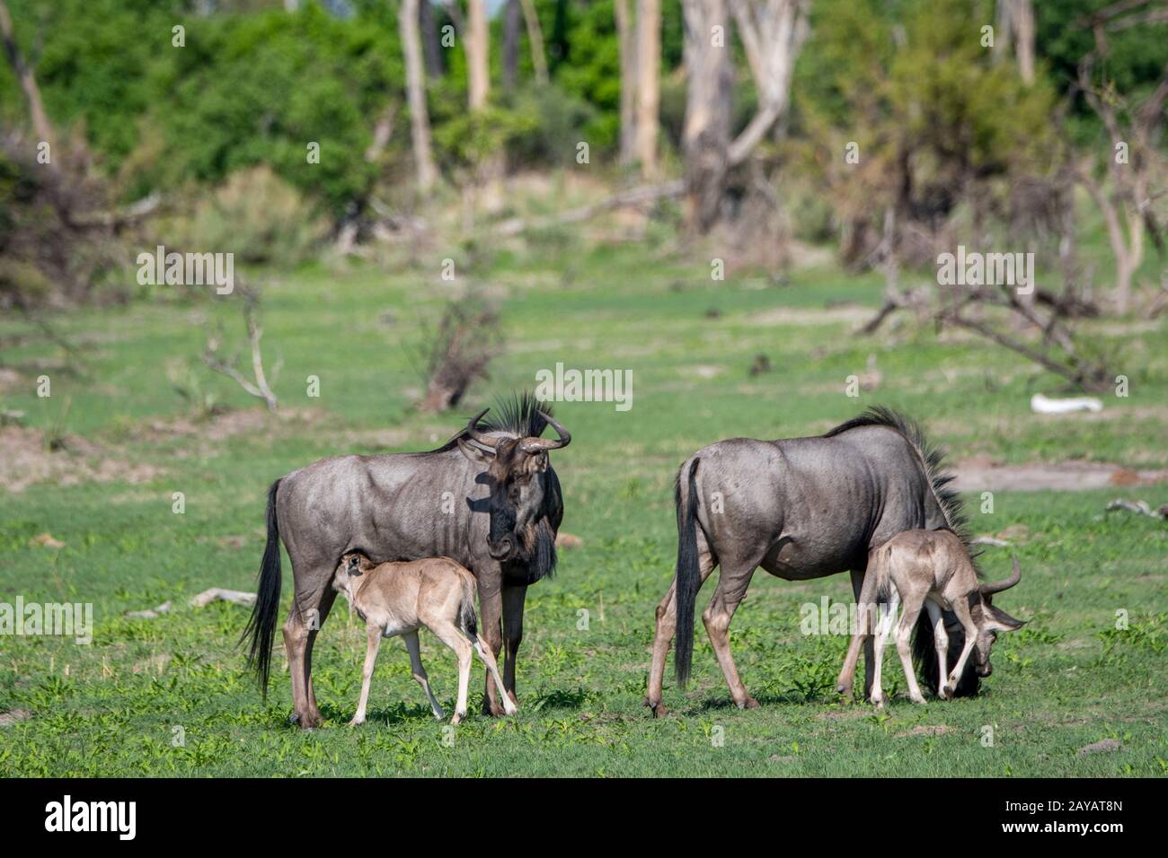 Wildebeests con i bambini sulle pianure alluvionali nella zona delle pianure di Gomoti, una concessione di corsa della comunità, sul bordo del sistema del fiume di Gomoti sud-est di Foto Stock