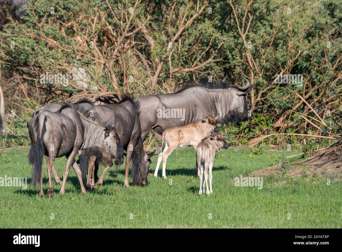 Wildebeests con i bambini sulle pianure alluvionali nella zona delle pianure di Gomoti, una concessione di corsa della comunità, sul bordo del sistema del fiume di Gomoti sud-est di Foto Stock