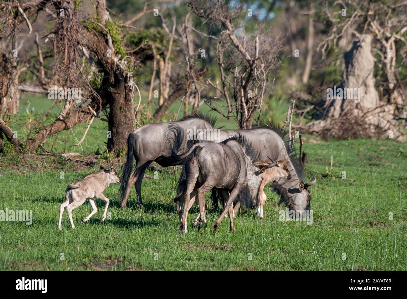 Wildebeests con i bambini sulle pianure alluvionali nella zona delle pianure di Gomoti, una concessione di corsa della comunità, sul bordo del sistema del fiume di Gomoti sud-est di Foto Stock