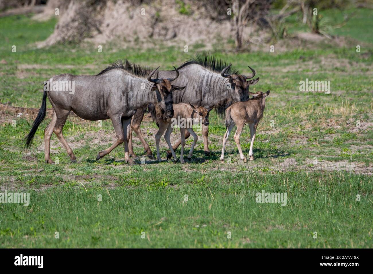 Wildebeests con i bambini sulle pianure alluvionali nella zona delle pianure di Gomoti, una concessione di corsa della comunità, sul bordo del sistema del fiume di Gomoti sud-est di Foto Stock