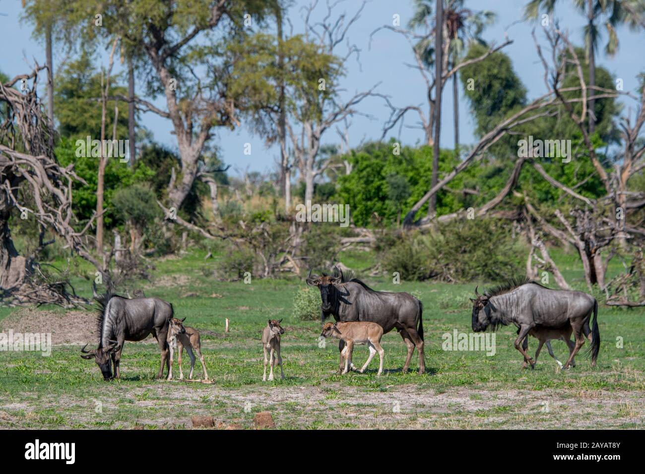 Wildebeests con i bambini sulle pianure alluvionali nella zona delle pianure di Gomoti, una concessione di corsa della comunità, sul bordo del sistema del fiume di Gomoti sud-est di Foto Stock