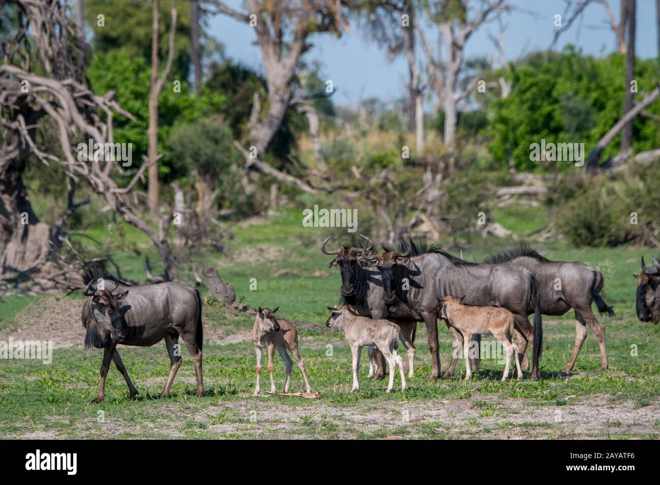 Wildebeests con i bambini sulle pianure alluvionali nella zona delle pianure di Gomoti, una concessione di corsa della comunità, sul bordo del sistema del fiume di Gomoti sud-est di Foto Stock