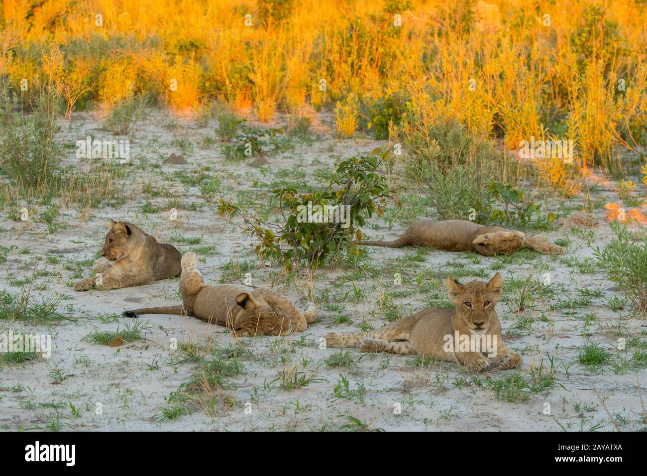 La scena di due luonesse (panthera leo) con 8 cuccioli di circa 6 mesi (4 ciascuno) che dormono e giocano dopo aver nutrito un warthog nelle pianure di Gomoti Foto Stock La scena di due luonesse (panthera leo) con 8 cuccioli di circa 6 mesi (4 ciascuno) che dormono e giocano dopo aver nutrito un warthog nelle pianure di Gomoti Foto Stock