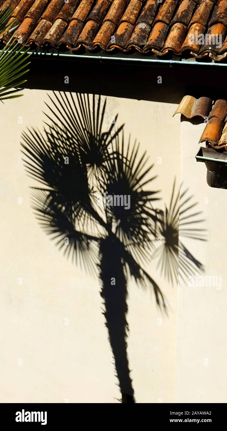 Ombra di un albero di palma Foto Stock