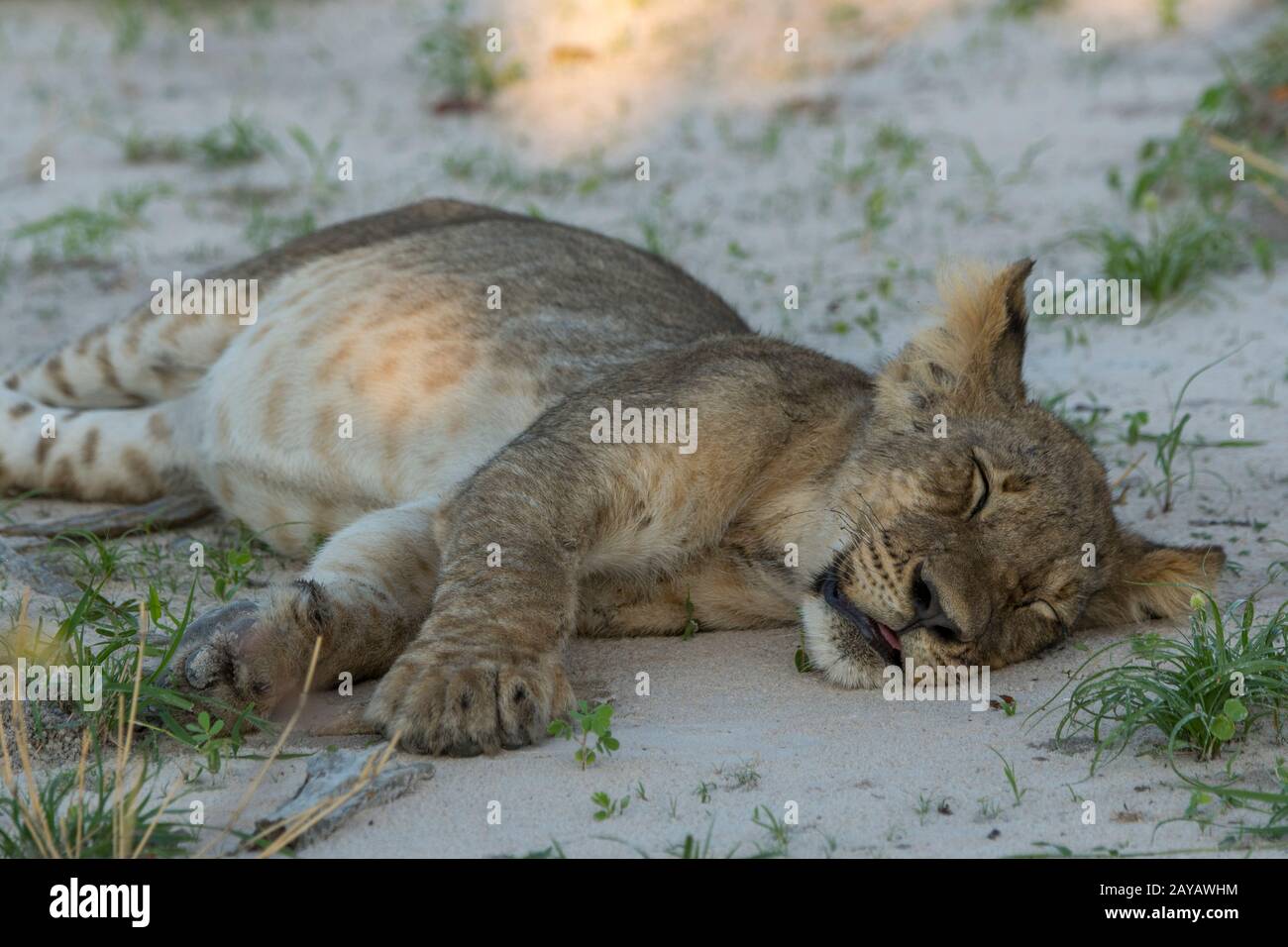 Dopo l'alimentazione su un warthog a circa 6 mesi il cucciolo di leone vecchio (leone di Panthera) sta posando sul terreno con un pancia piena che riposa nell'area delle pianure di Gomoti, A. Foto Stock