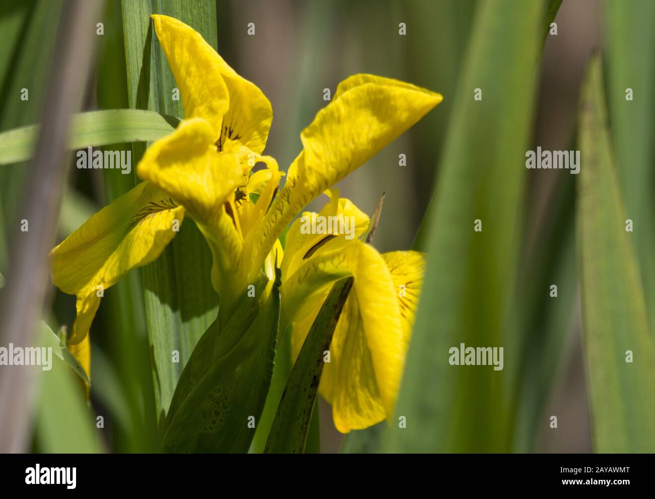 Area Bolata, Iris, Bulgaria, Europa dell'Est, Paesi Baltici Foto Stock