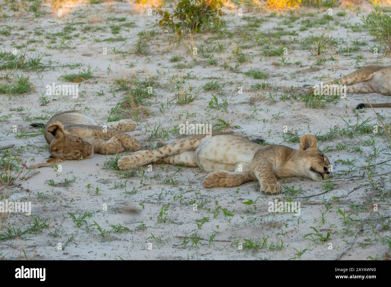 Dopo l'alimentazione su un warthog due circa 6 mesi cucciolo di leone vecchio (panthera leo) che si posano a terra con un pancia piena che riposa nell'area delle pianure di Gomoti, un Foto Stock