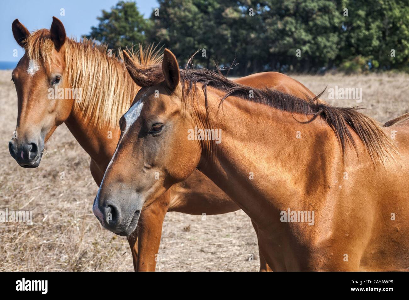 cavallo, animale, campo, natura, luce del sole, prato, campagna, corpo, rosso, purea, dettaglio, razza, bea Foto Stock