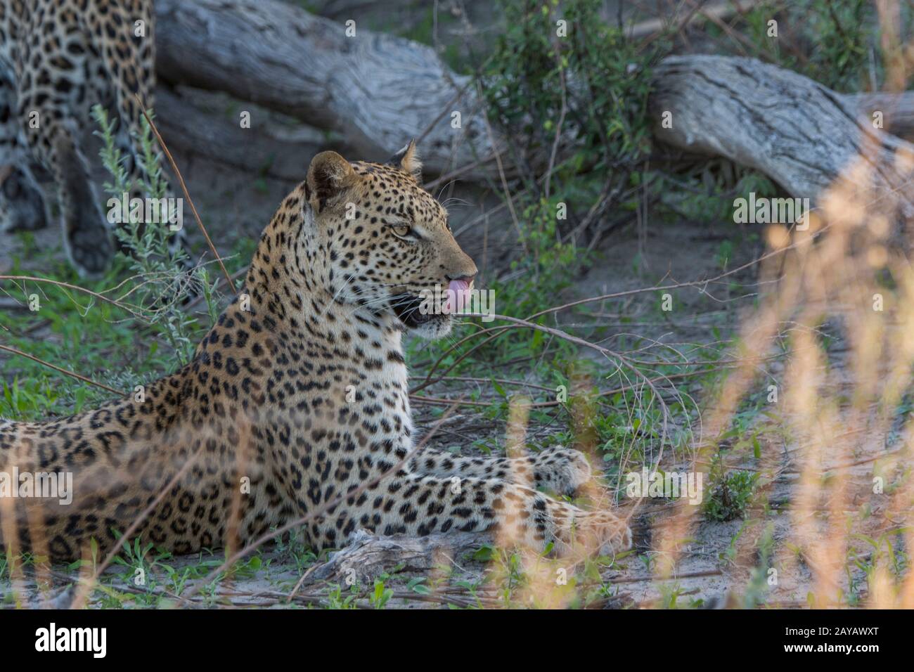 Ritratto di un leopardo (Panthera pardus) nella zona delle pianure di Gomoti, una concessione di corsa della comunità, sul bordo del sistema del fiume Gomoti a sud-est del Foto Stock