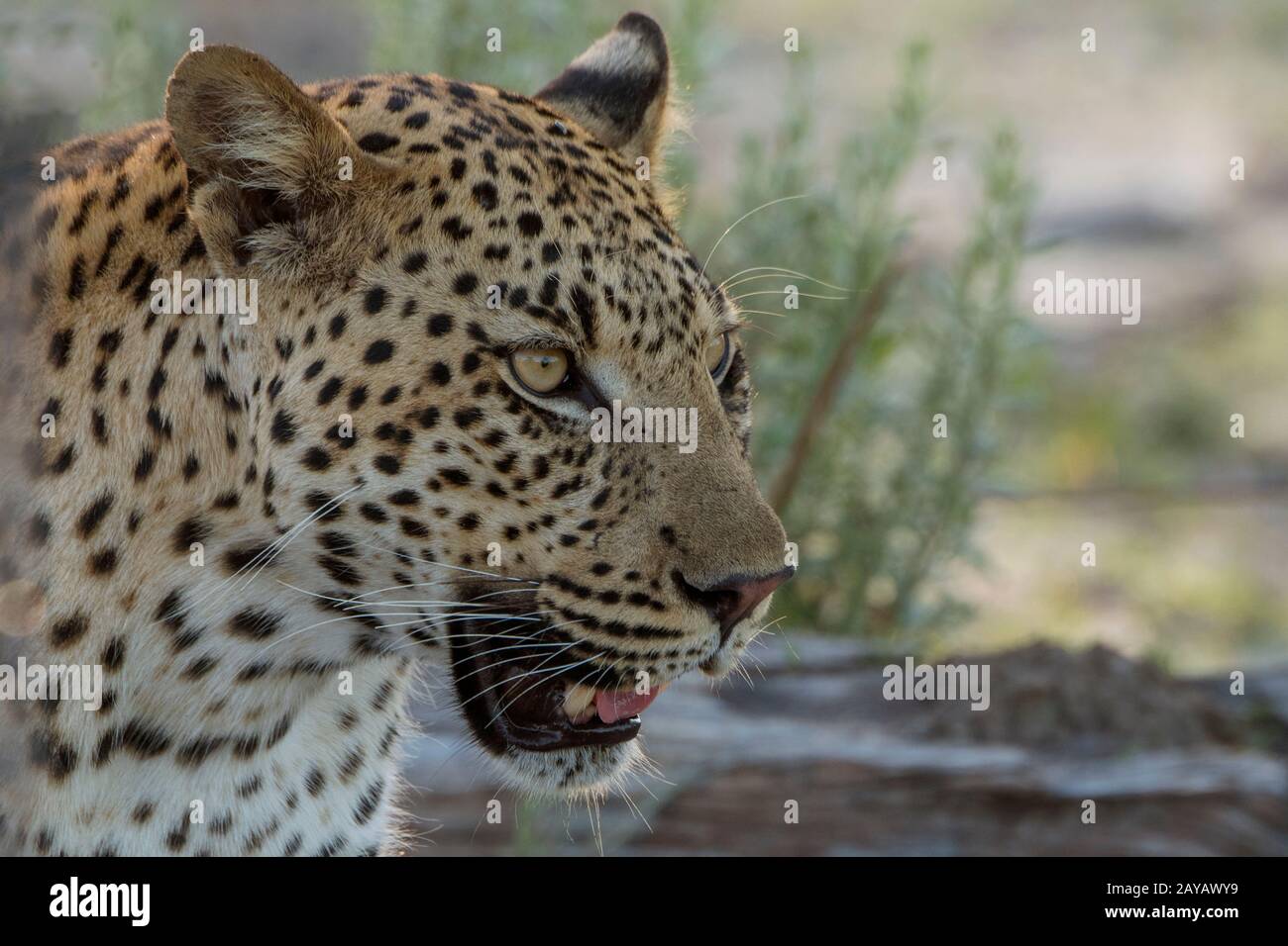 Ritratto di un leopardo (Panthera pardus) nella zona delle pianure di Gomoti, una concessione di corsa della comunità, sul bordo del sistema del fiume Gomoti a sud-est del Foto Stock