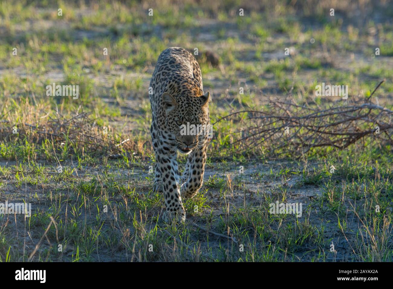 Un leopardo (Panthera pardus) sta camminando nella zona delle pianure di Gomoti, una concessione di corsa della comunità, sul bordo del sistema del fiume di Gomoti sud-est del Foto Stock