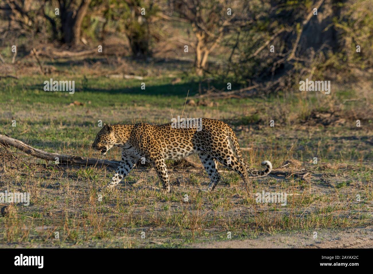 Un leopardo (Panthera pardus) sta camminando nella zona delle pianure di Gomoti, una concessione di corsa della comunità, sul bordo del sistema del fiume di Gomoti sud-est del Foto Stock