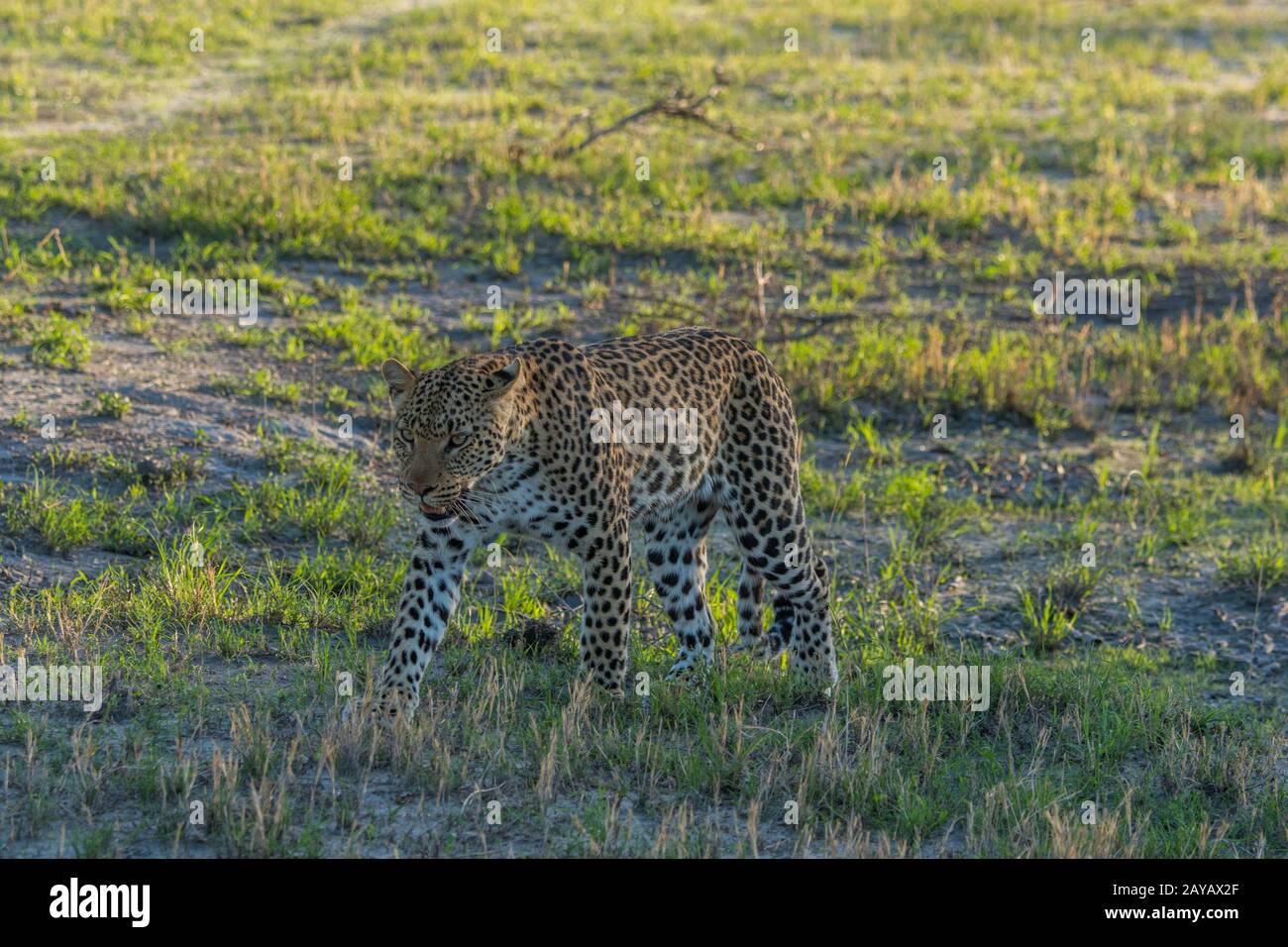 Un leopardo (Panthera pardus) sta camminando nella zona delle pianure di Gomoti, una concessione di corsa della comunità, sul bordo del sistema del fiume di Gomoti sud-est del Foto Stock