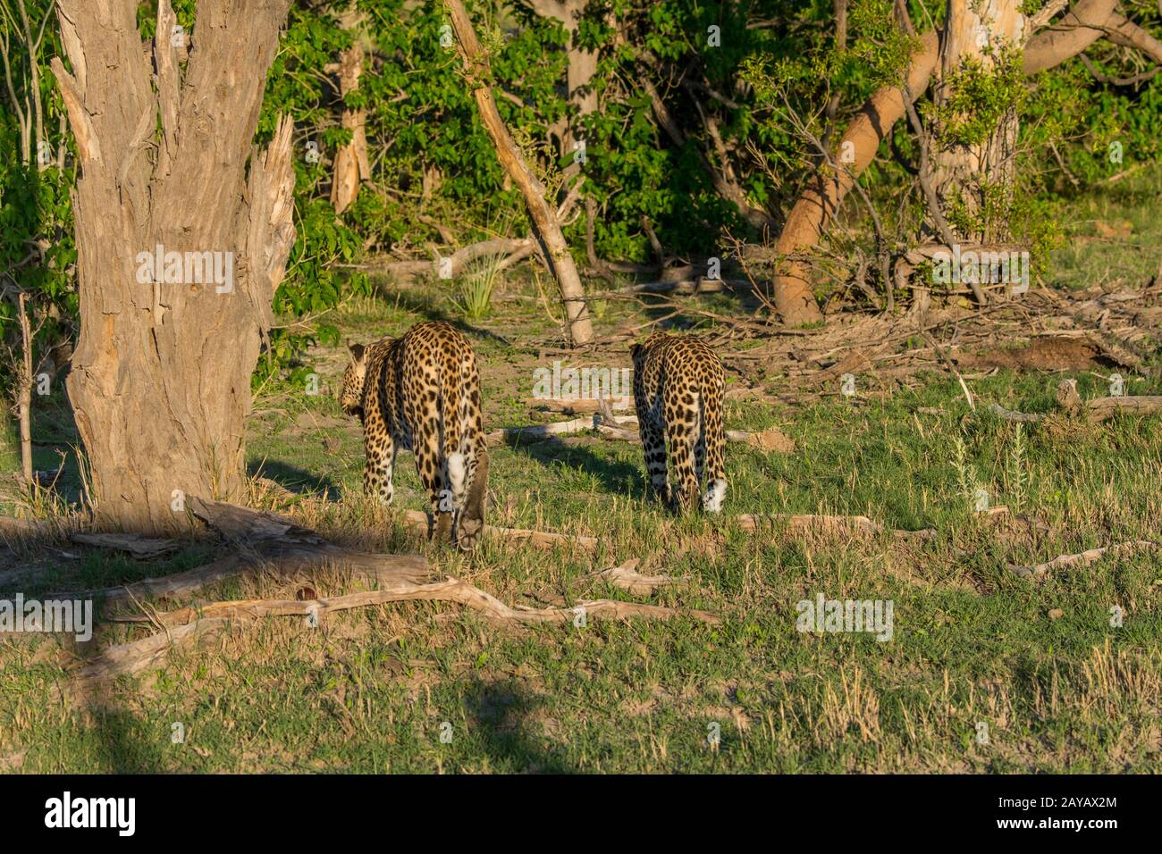 Due leopardi (Panthera pardus) stanno camminando (coppia di accoppiamento) nel cespuglio nella zona delle pianure di Gomoti, una concessione di corsa della comunità, sul bordo del Gomot Foto Stock