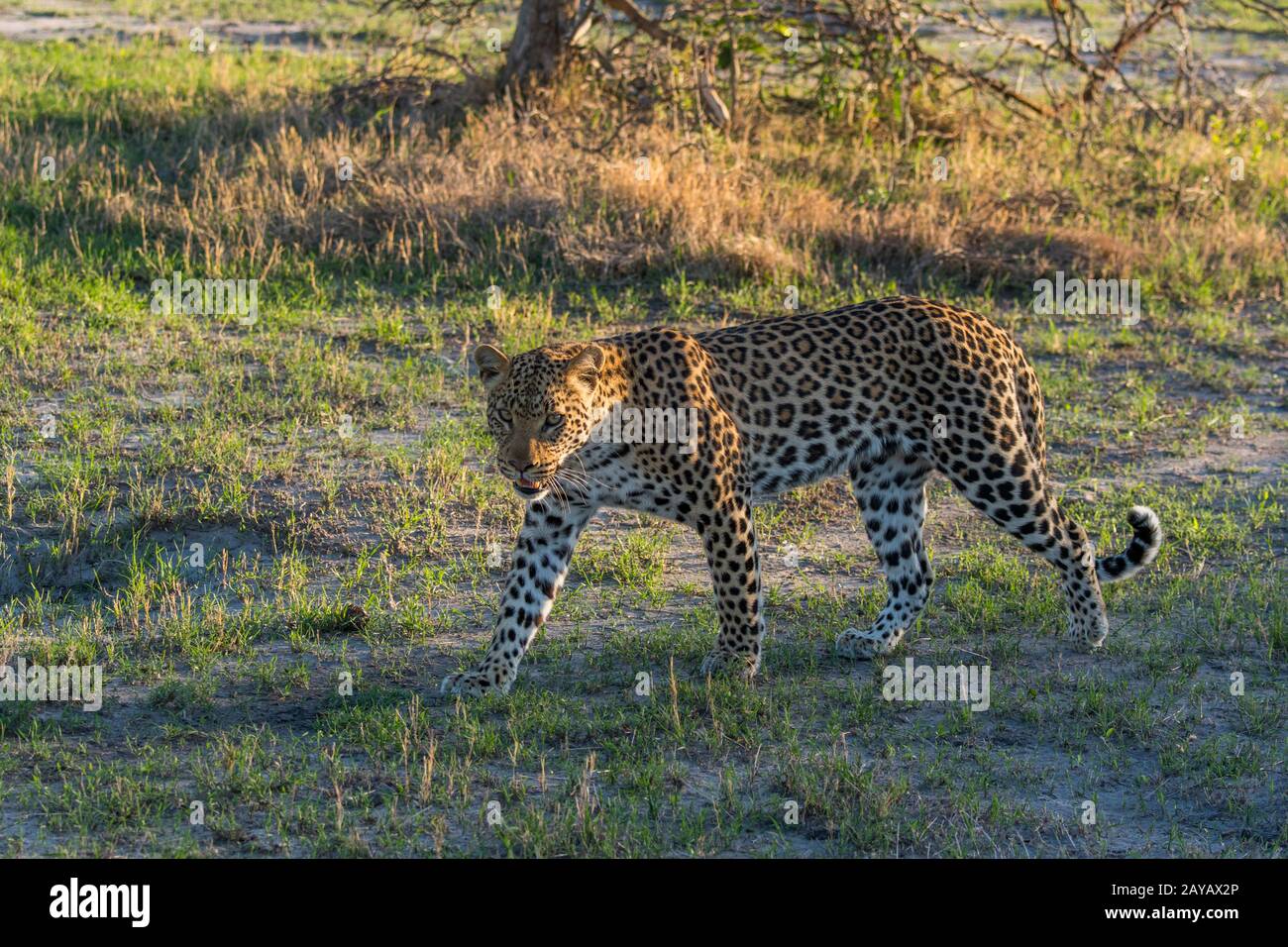 Un leopardo (Panthera pardus) sta camminando nella zona delle pianure di Gomoti, una concessione di corsa della comunità, sul bordo del sistema del fiume di Gomoti sud-est del Foto Stock