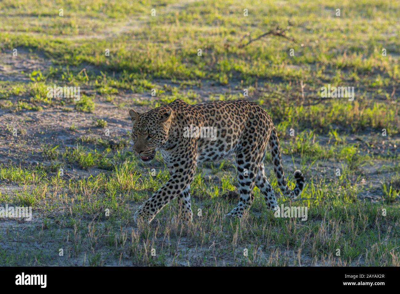 Un leopardo (Panthera pardus) sta camminando nella zona delle pianure di Gomoti, una concessione di corsa della comunità, sul bordo del sistema del fiume di Gomoti sud-est del Foto Stock