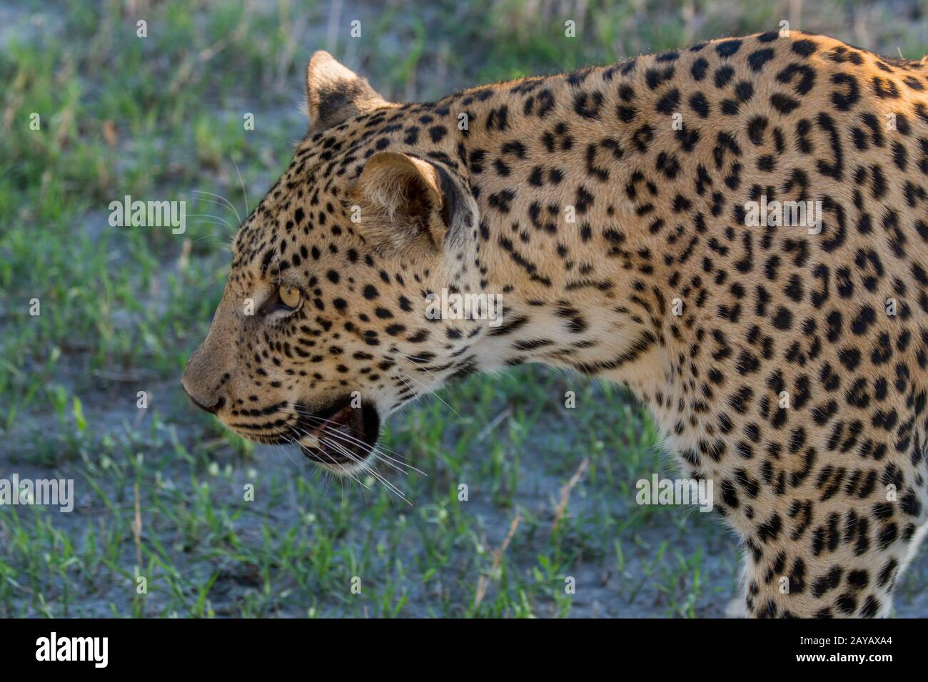 Ritratto di un leopardo (Panthera pardus) nella zona delle pianure di Gomoti, una concessione di corsa della comunità, sul bordo del sistema del fiume Gomoti a sud-est del Foto Stock