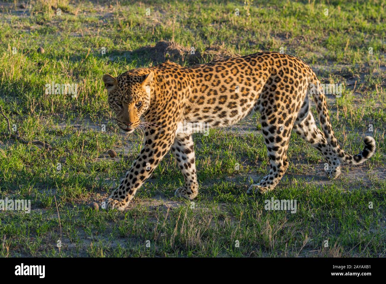 Un leopardo (Panthera pardus) sta camminando nella zona delle pianure di Gomoti, una concessione di corsa della comunità, sul bordo del sistema del fiume di Gomoti sud-est del Foto Stock