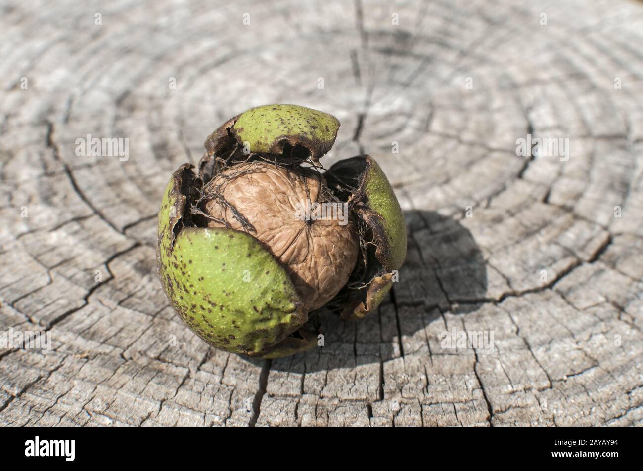 Guscio di noce all'interno della sua buccia verde closeup su tronco di legno tagliato sfondo Foto Stock