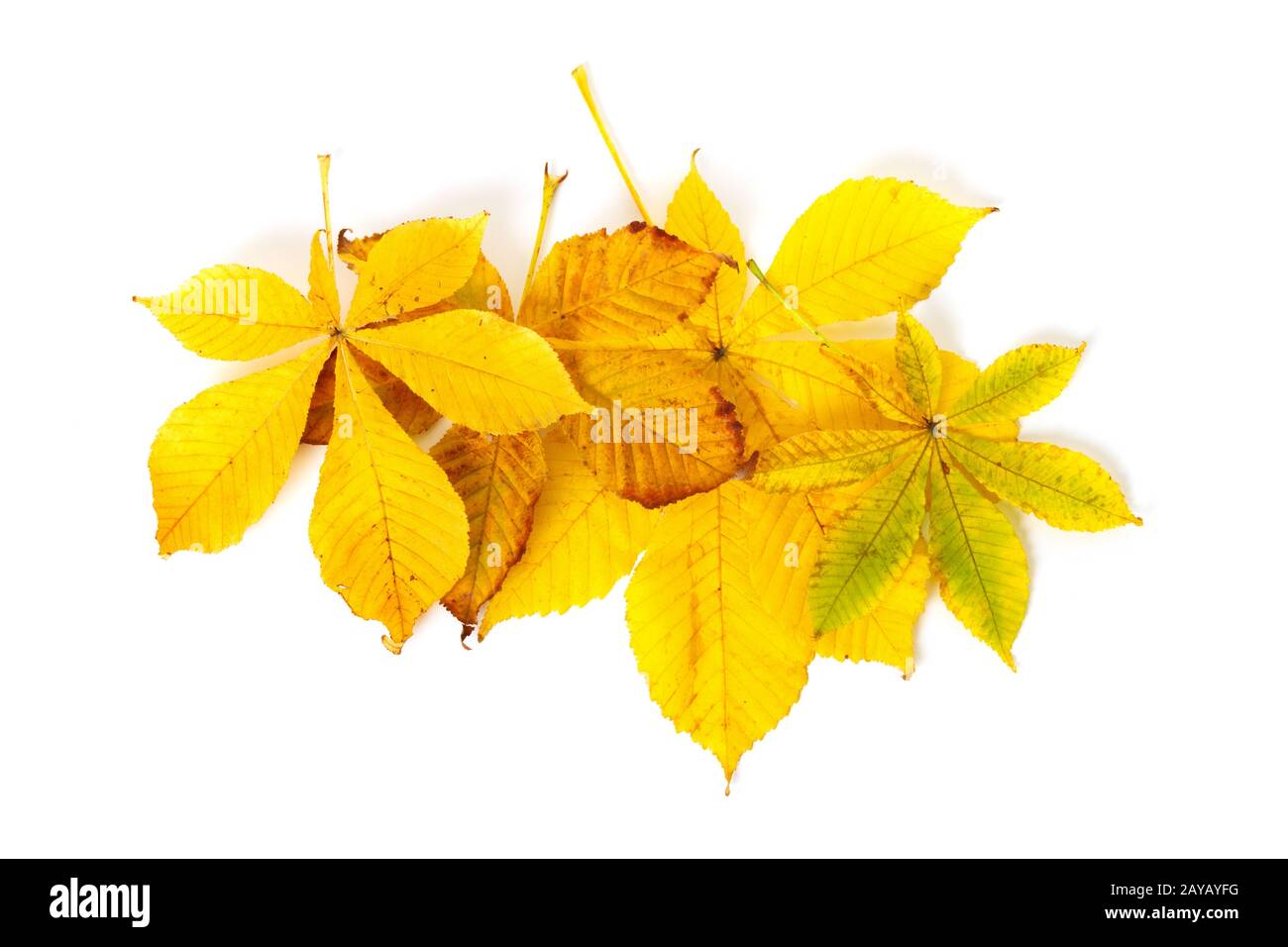 Colorato fogliame autunnale isolato su uno sfondo bianco. Foto Stock