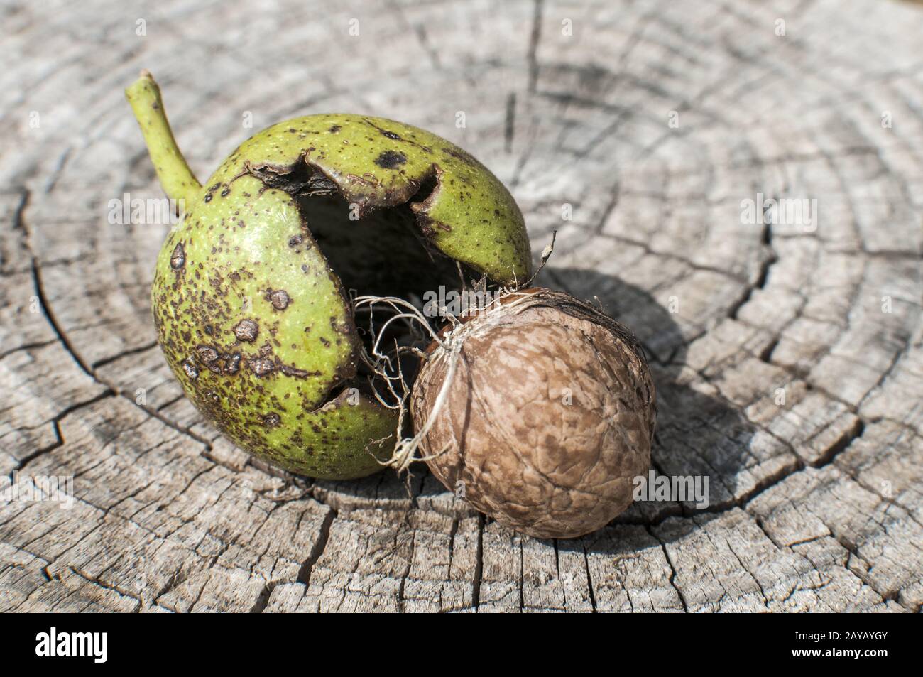 Guscio di noce e la sua buccia verde closeup sul taglio del tronco di legno sfondo Foto Stock