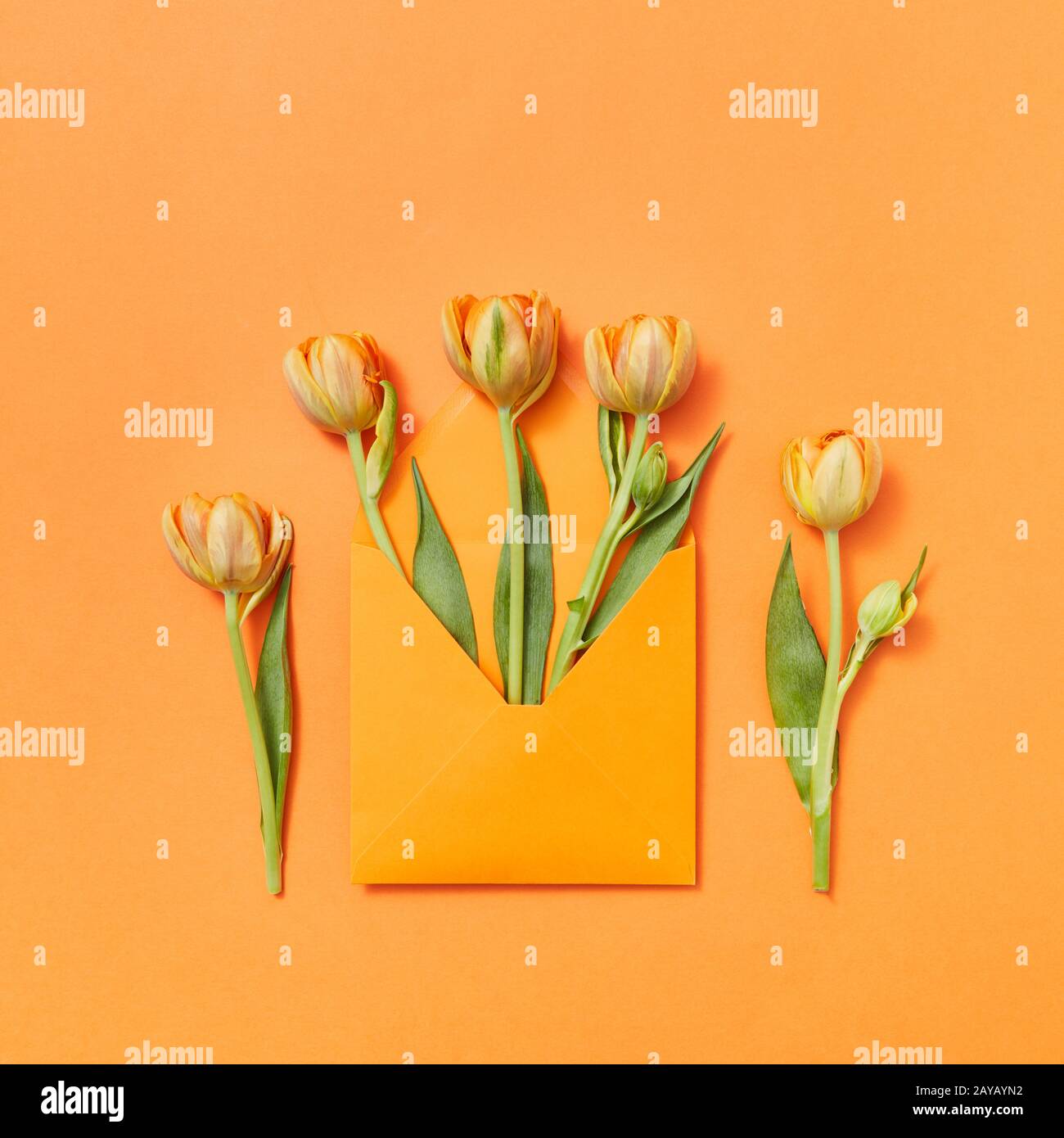 Tulipani freschi in una busta a mano su uno sfondo giallo. Foto Stock