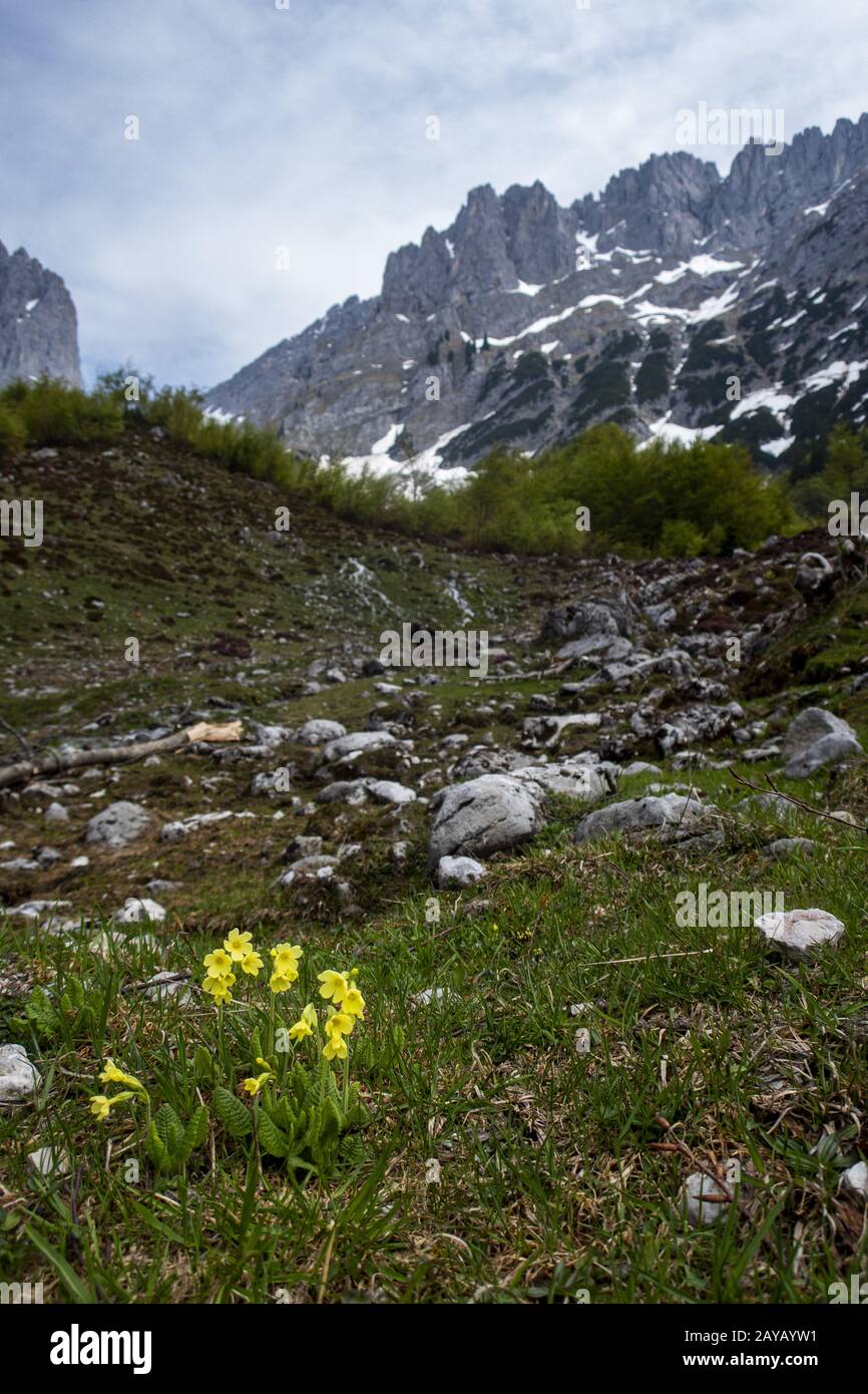 Primrose nelle montagne selvagge del Kaiser in Austria Foto Stock