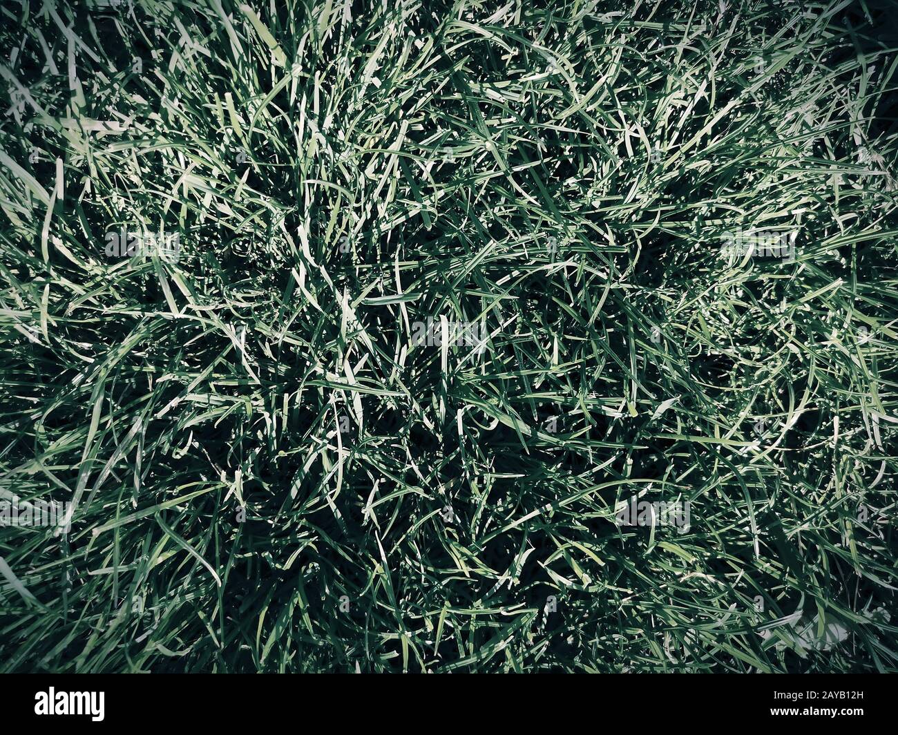 Giovani erba verde sul prato in una giornata di sole. Foto Stock