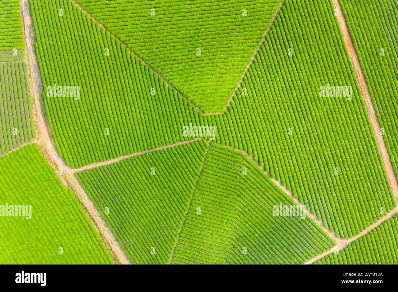 Vista aerea della piantagione di tè Foto Stock