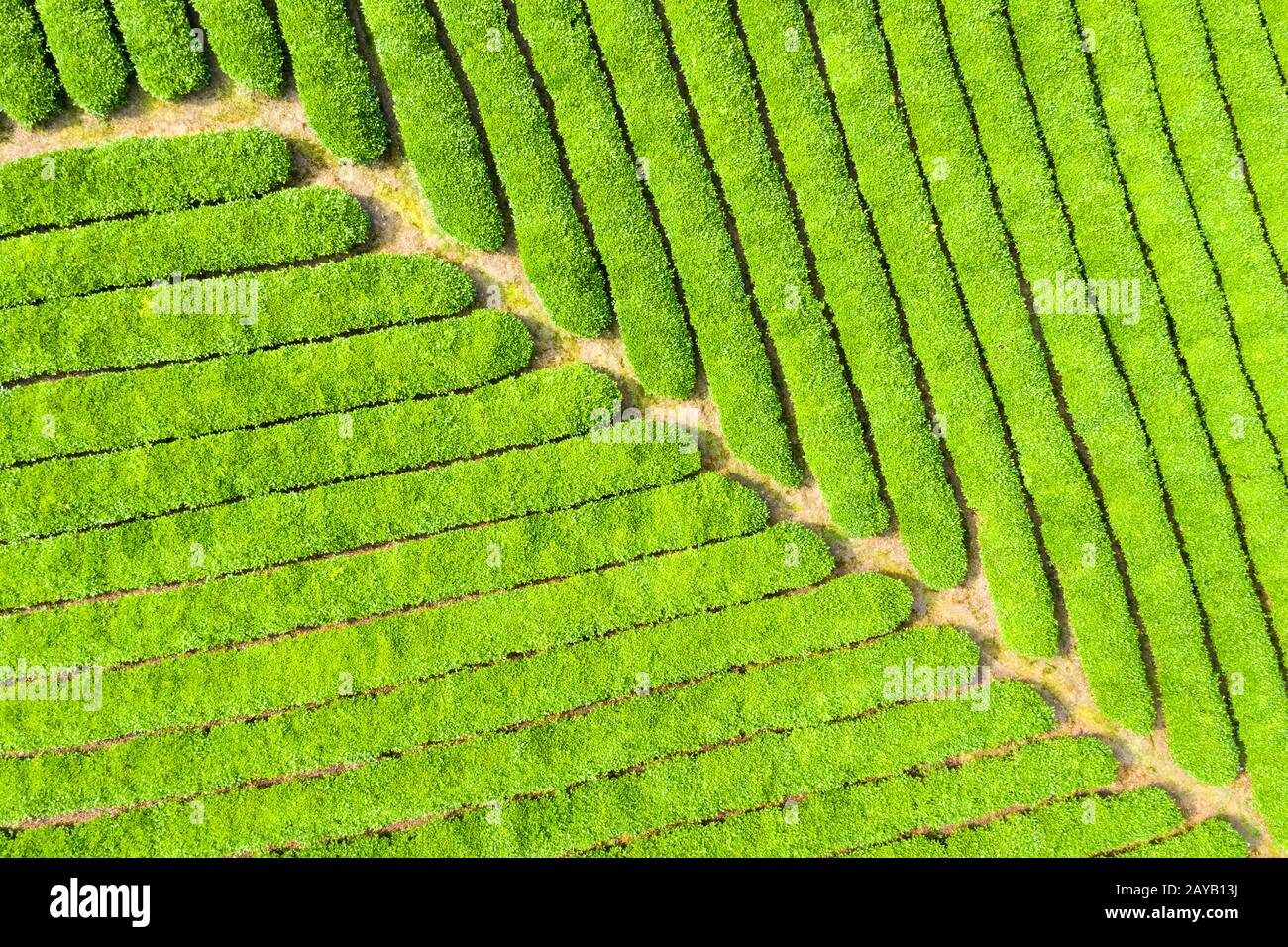 La piantagione di tè closeup Foto Stock