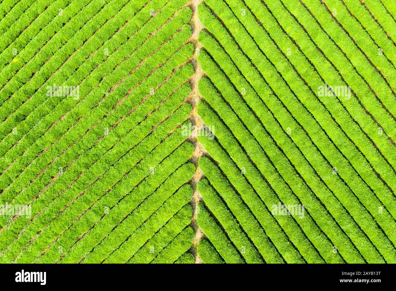 sfondo piantagione di tè Foto Stock