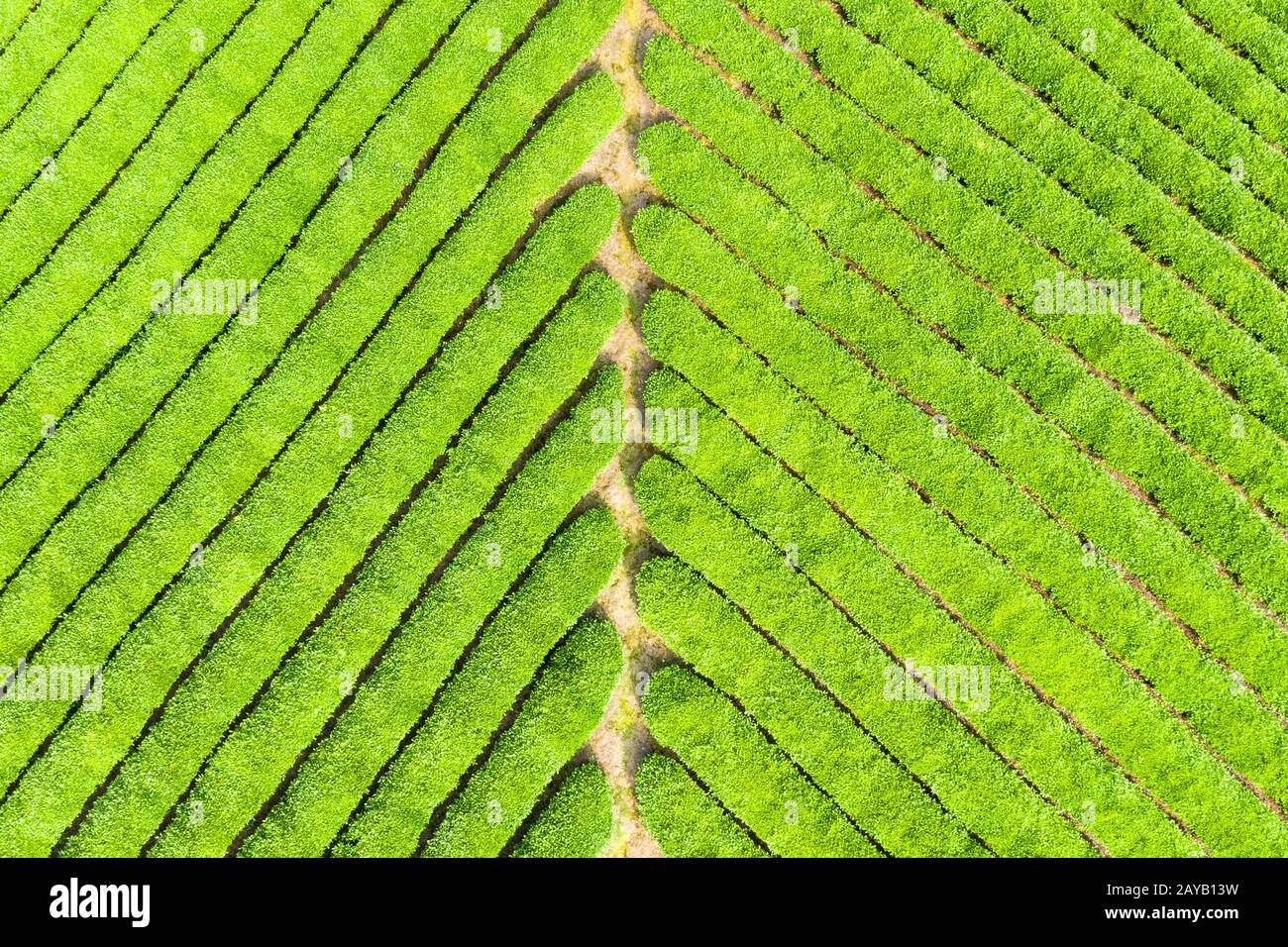 piantagione di tè Foto Stock