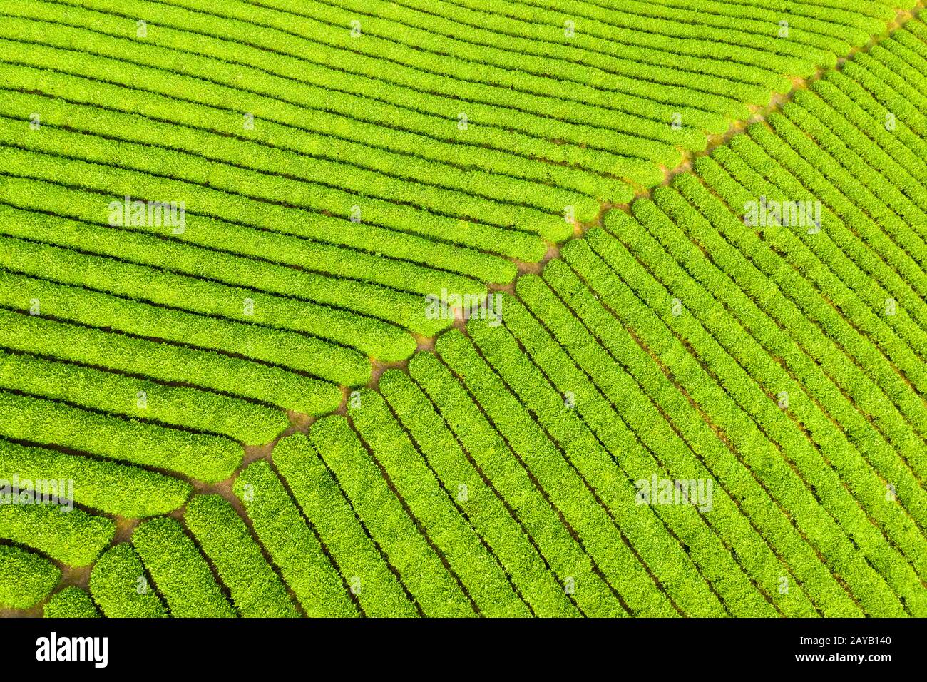 sfondo della piantagione di tè primaverile Foto Stock