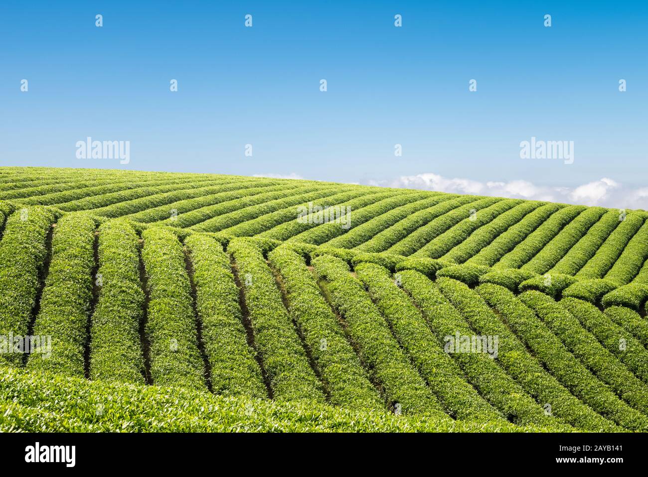 piantagione di tè contro un cielo blu Foto Stock