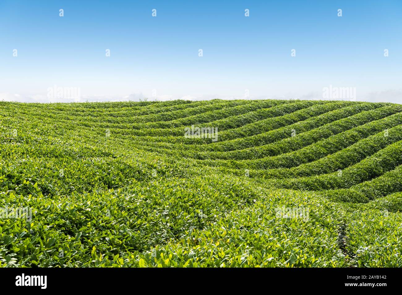 La piantagione di tè paesaggio Foto Stock