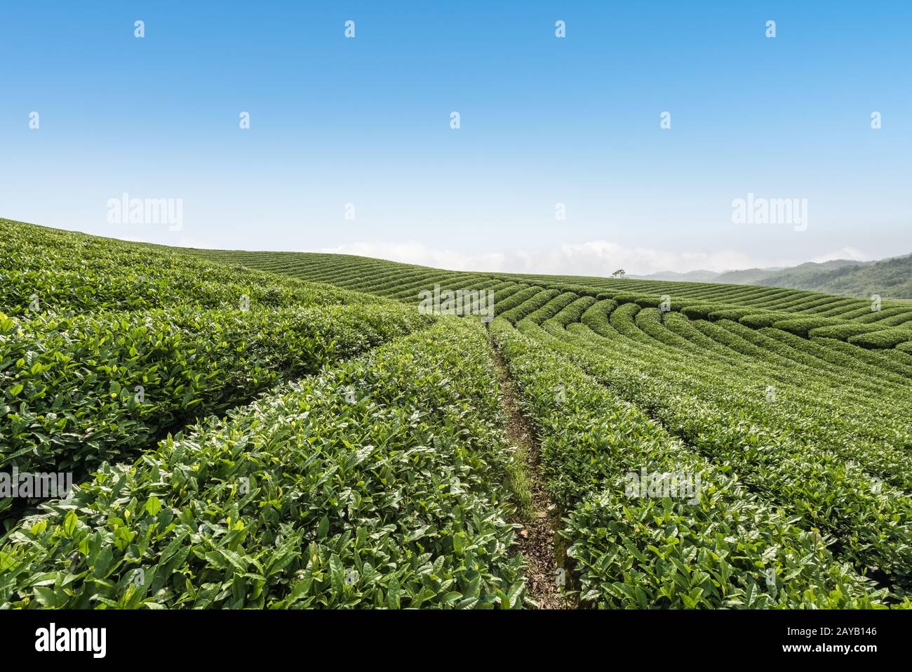 Bella la piantagione di tè paesaggio Foto Stock