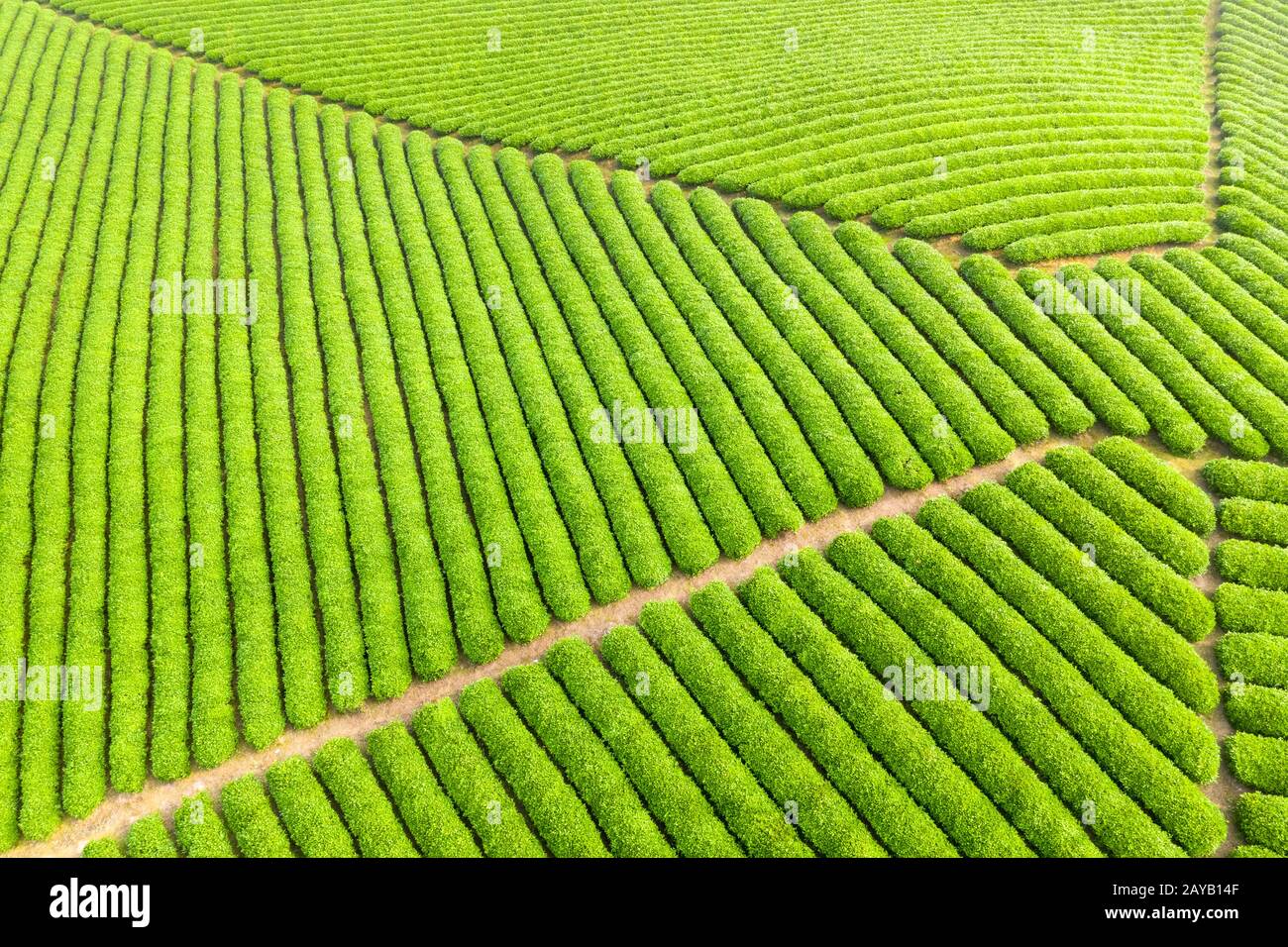 Bella la piantagione di tè Foto Stock