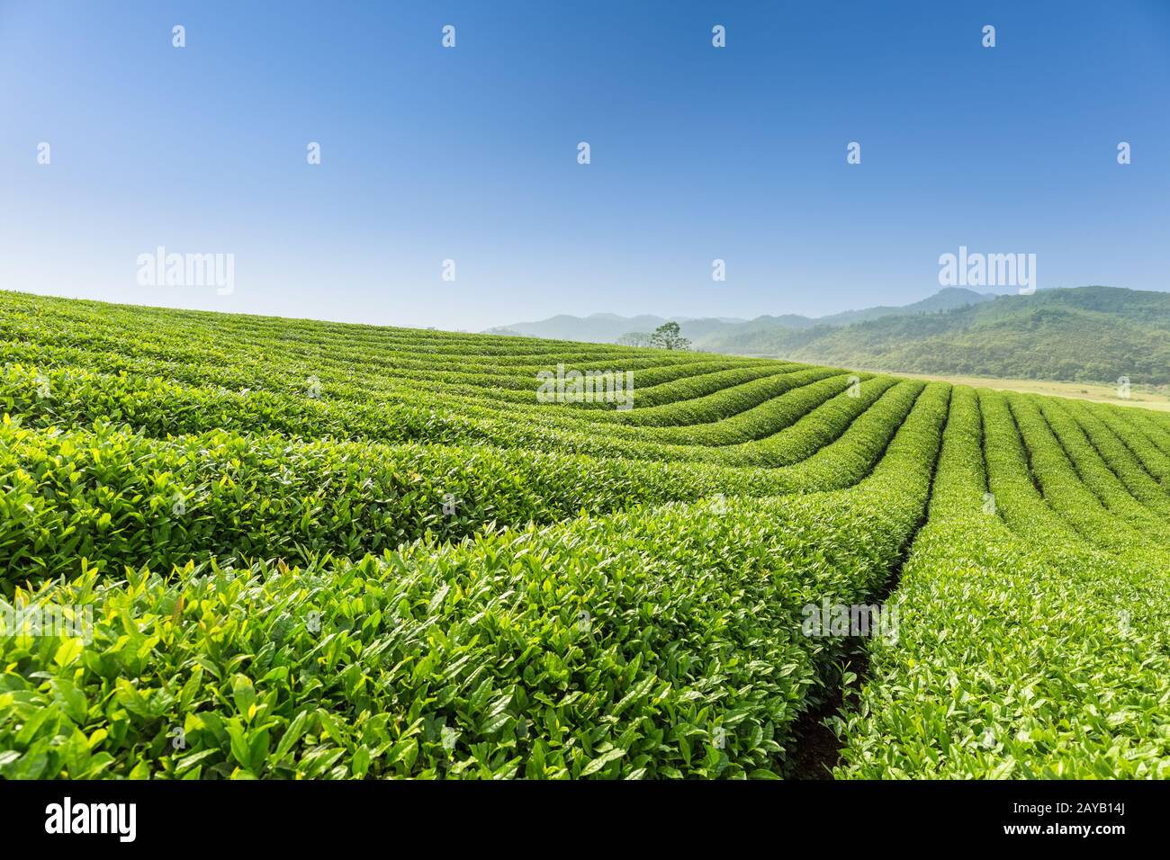 bellissimo scenario piantagione di tè Foto Stock