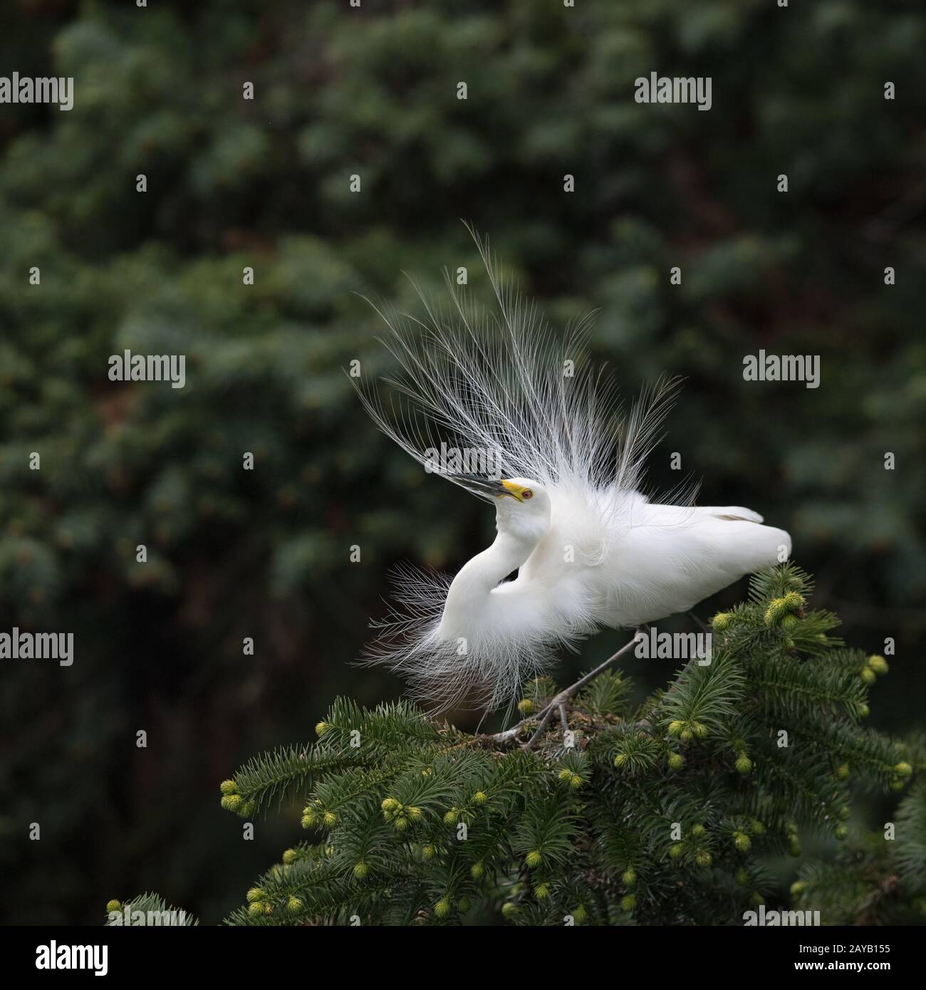 grande egretta bianca in piumaggio di allevamento Foto Stock