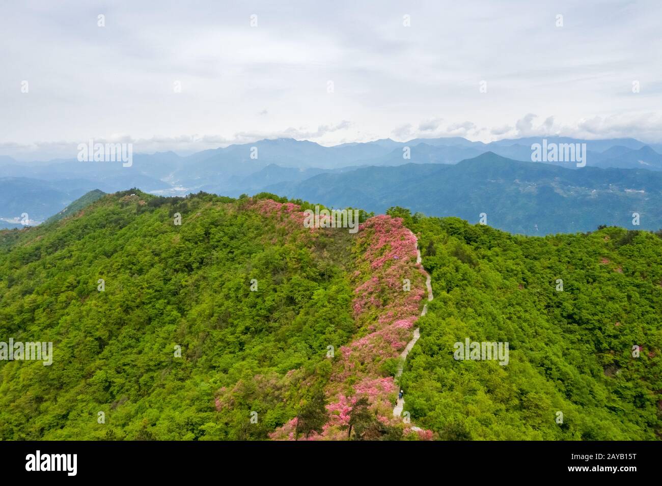 azalee fioritura sulla cresta Foto Stock