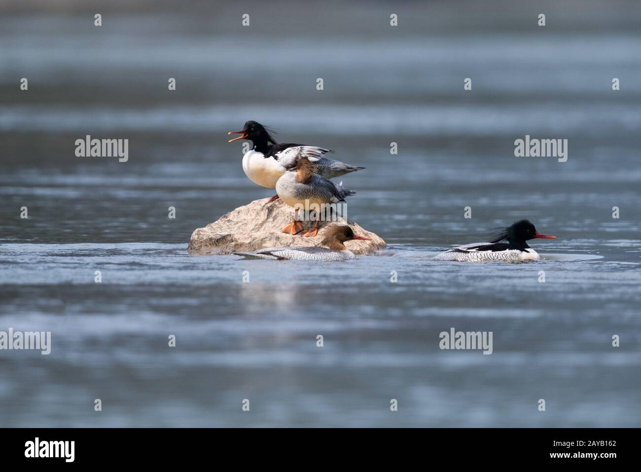 mergus squamatus merganser cinese Foto Stock