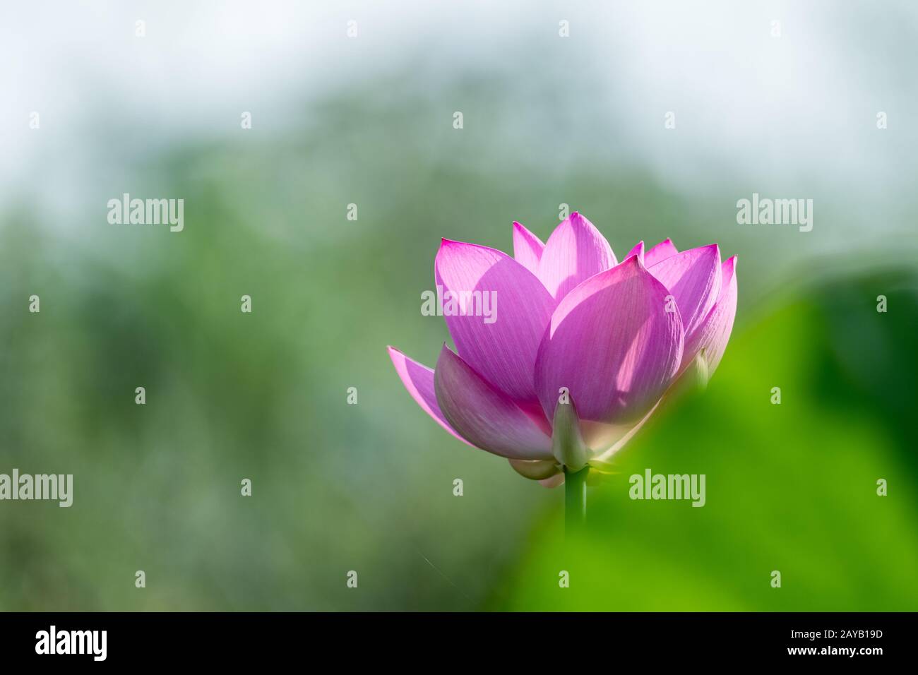 Bellissimo fiore di loto closeup Foto Stock