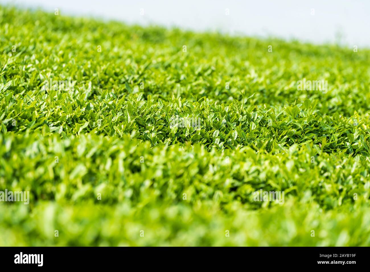 piantagione di tè verdeggiante primo piano Foto Stock