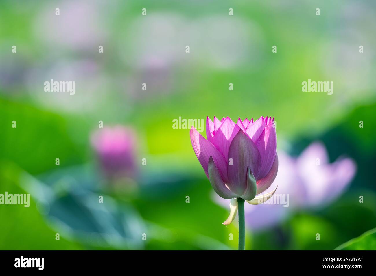 bellissimo fiore di loto in estate Foto Stock