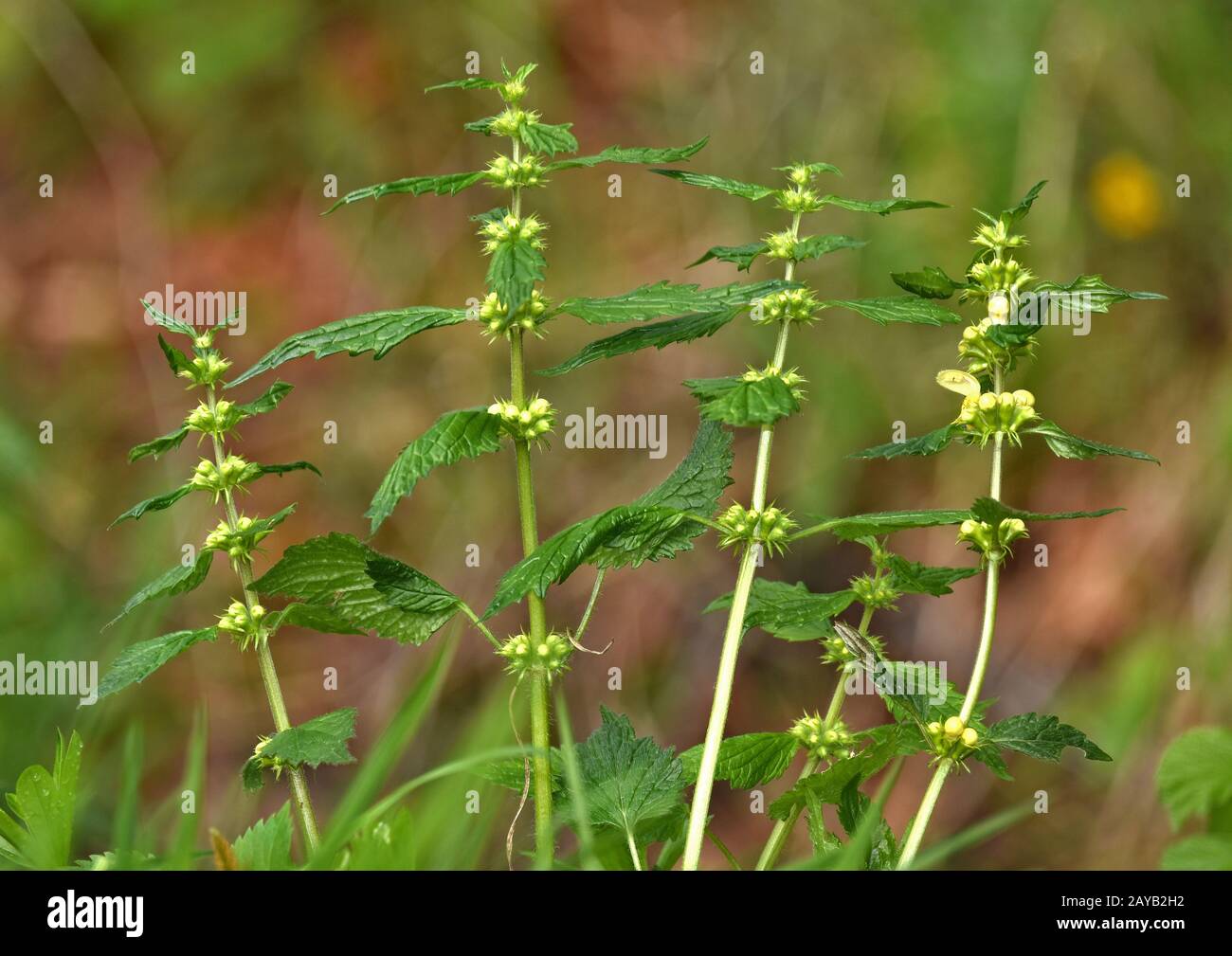 Ortica normale d'oro, ortica morta, ortica, ortica morta d'oro, ortica gialla, Foto Stock