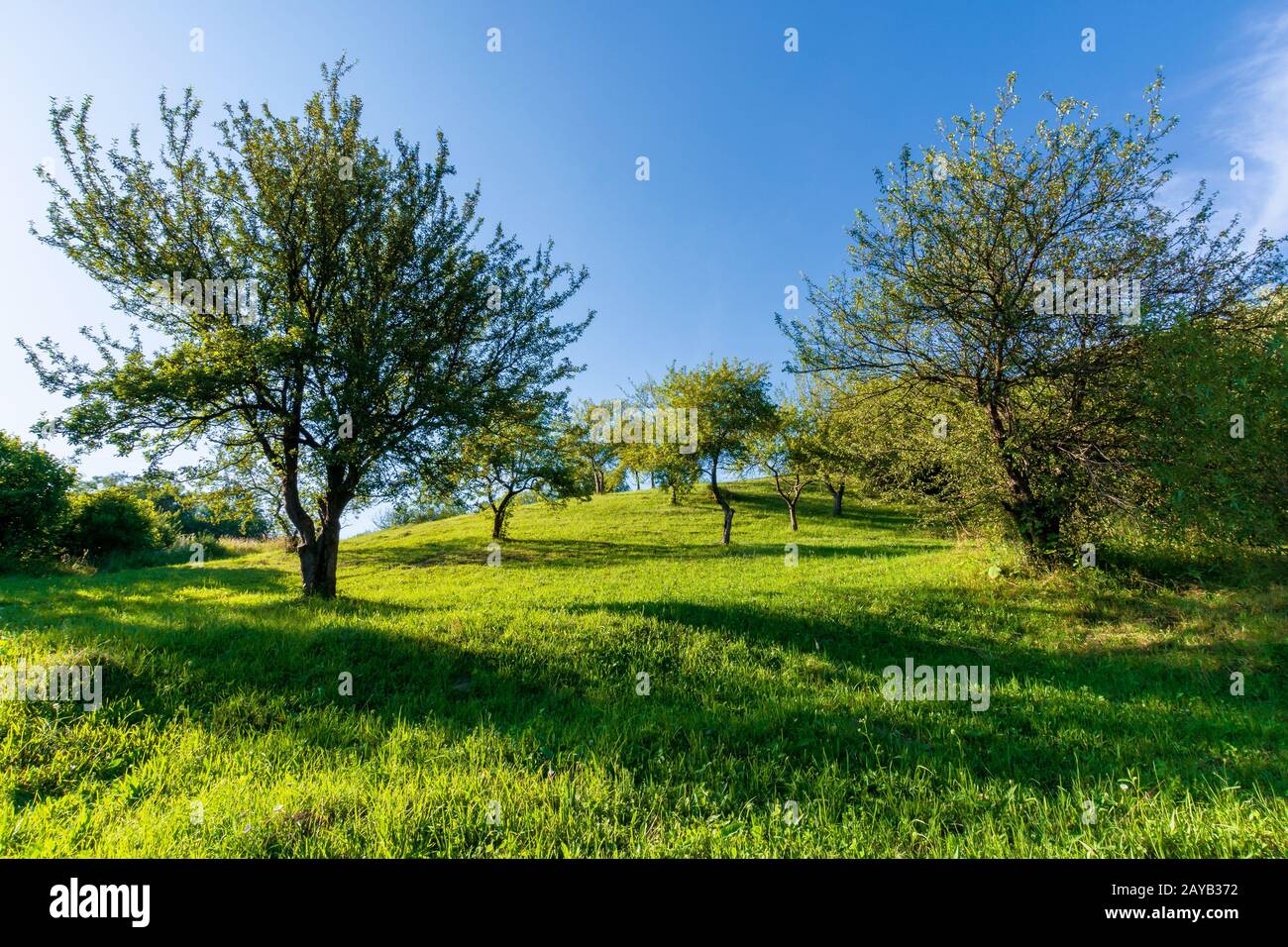 frutteto di mele sulla collina di sera luce. meraviglioso paesaggio di campagna agricola in estate. erba verde e fogliame sotto un cielo blu senza nuvole Foto Stock